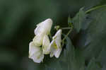 Southern blue monkshood <BR>Monkshood